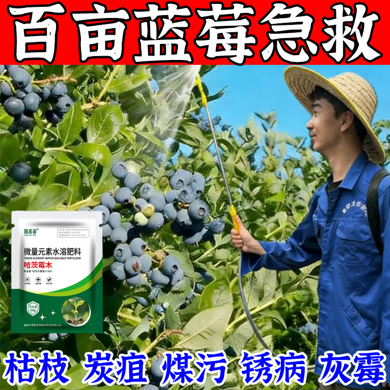 蓝莓病专用叶面肥枯叶枯枝灰霉炭疽煤污锈病僵果溃疡烂果肥料图片