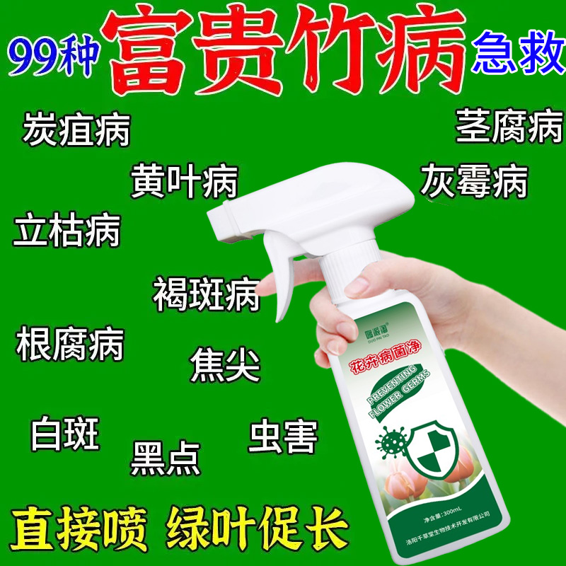富贵竹多种病害通用黄叶干尖叶子发黄枯瘦烂根家用植物生根黄叶肥