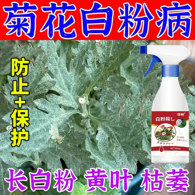 菊花白粉病营养液肥料万寿菊白斑病褐斑病黄叶枯萎病疫病肥免稀释