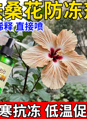 扶桑花防冻剂花卉绿植防冻液耐冻抗寒防止萎蔫掉叶黄叶低温营养液