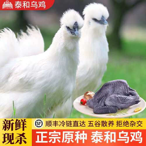 泰和乌鸡新鲜现杀整只礼盒装