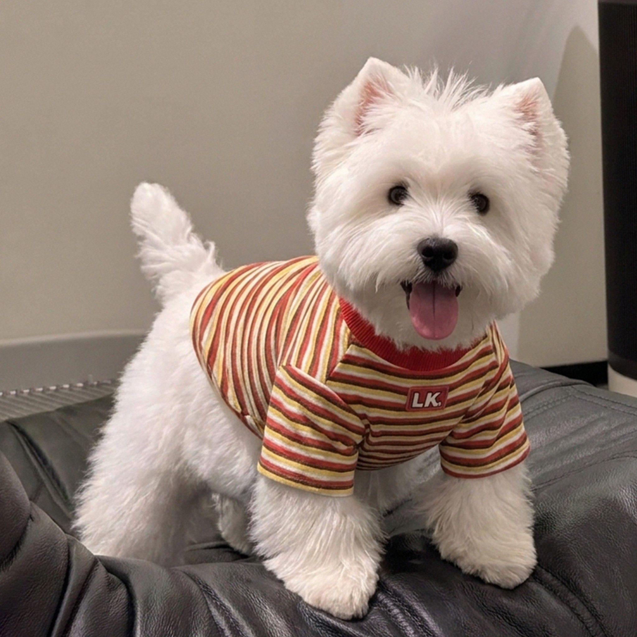 宠物狗狗衣服夏天薄款防掉毛猫咪T恤小型犬比熊雪纳瑞2026新款