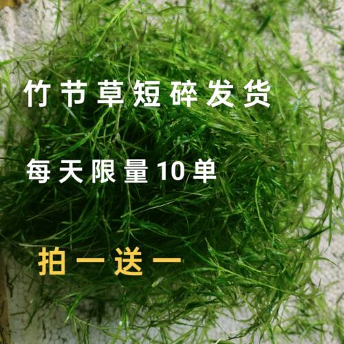 印度竹节草短碎漂浮好养易养水草繁殖观赏鱼孔雀鱼躲避净化草缸