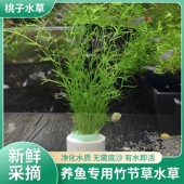 竹节草鱼缸净化水质孔雀鱼躲避绿色水草淡水新手有茎类繁殖快好活