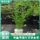 竹节草鱼缸净化水质孔雀鱼躲避绿色水草淡水新手有茎类繁殖快好活