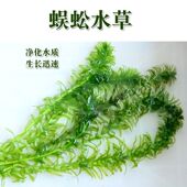 蜈蚣草绿菊绿色阴性水草鱼缸造景净化水质无需底沙生长快新手好养