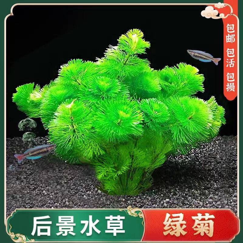 绿菊鱼缸造景净化水质活体淡水水草生长快会开花无需底沙新手简单