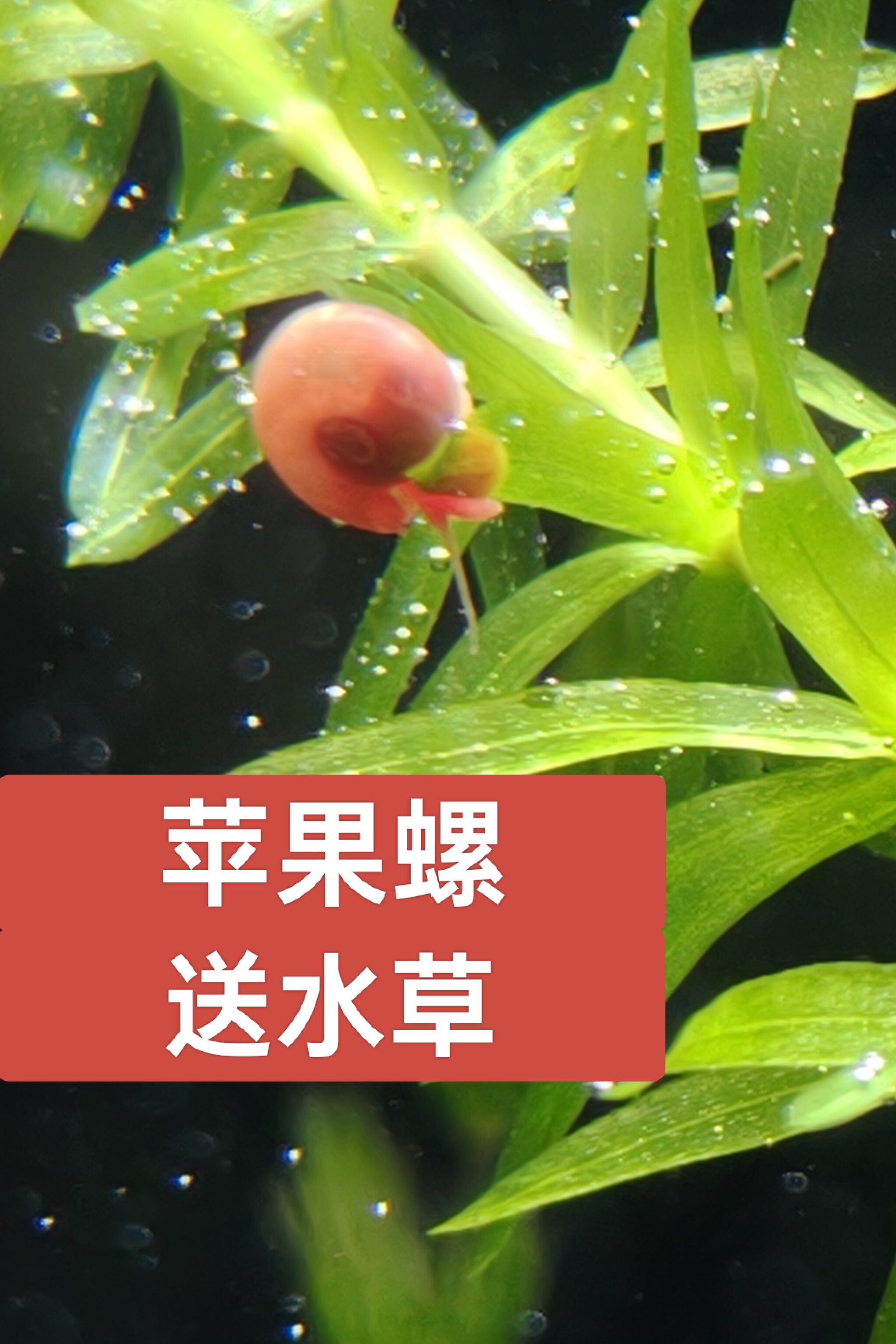 苹果螺大个除藻工具螺淡水河豚龟螺