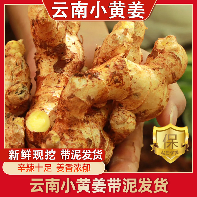 2025正宗云南小黄姜旗舰店土沙姜姜山蔬菜地月子姜老生姜新鲜高山