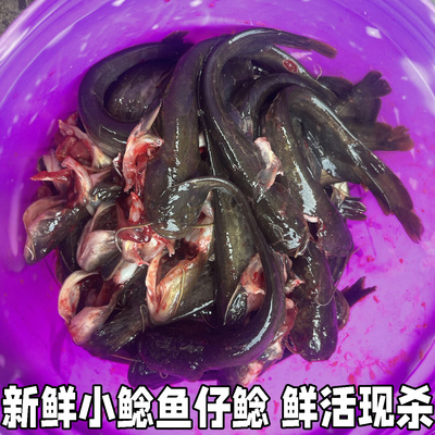 新鲜仔鲢仔鲶小鲶鱼胡子鲶大口鲶鱼本地土鲶鱼河鲶鱼淡水鱼鲜活
