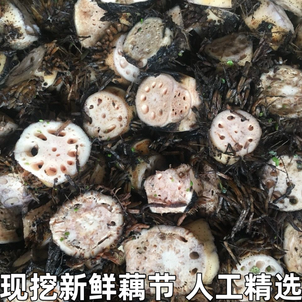 新鲜藕结老藕节鲜藕节带须莲藕节中药材中草药藕节带须现挖现发