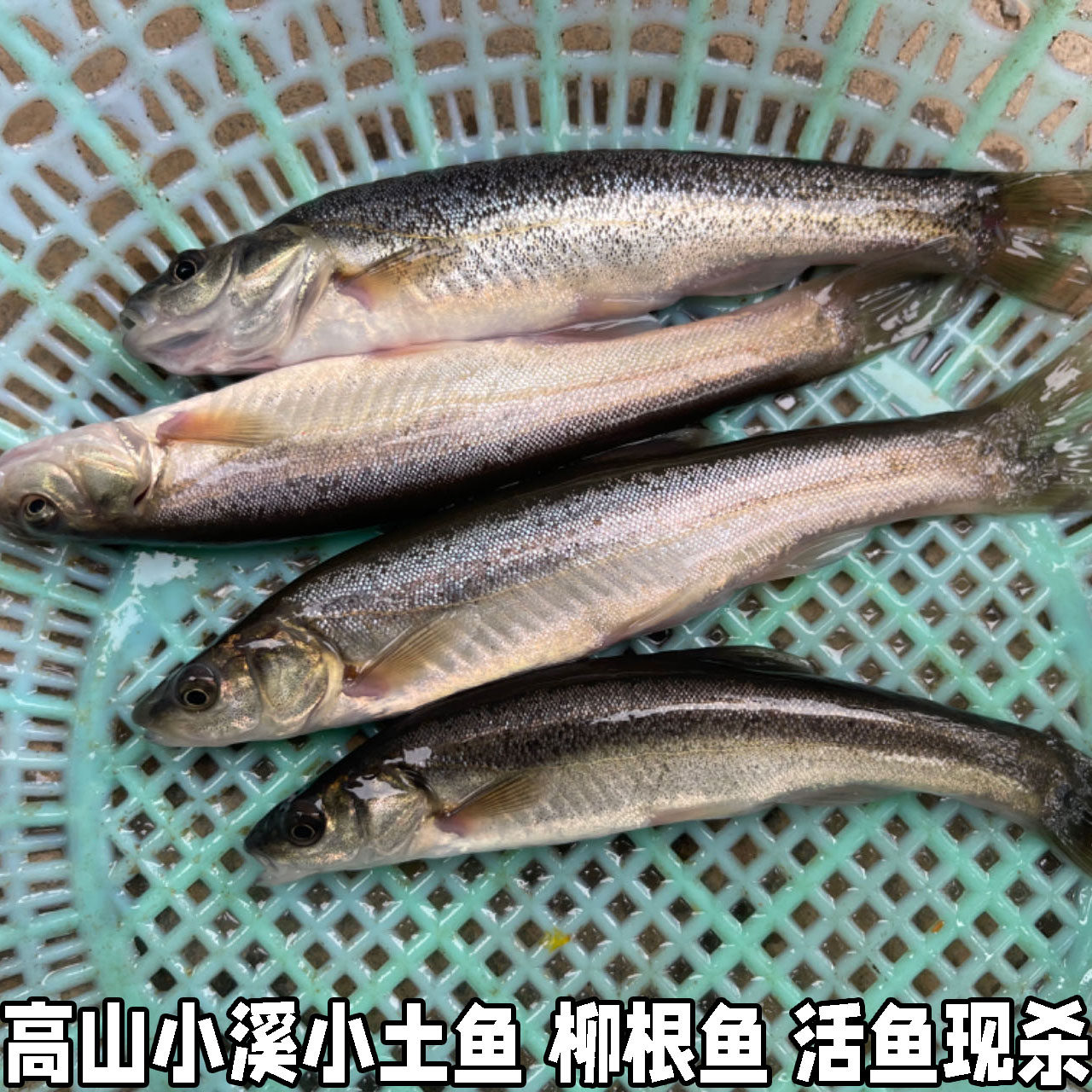 湖北高山小溪冷水鱼柳根鱼鲜活鱼鲜活水产小鱼生鲜小杂鱼小溪鱼