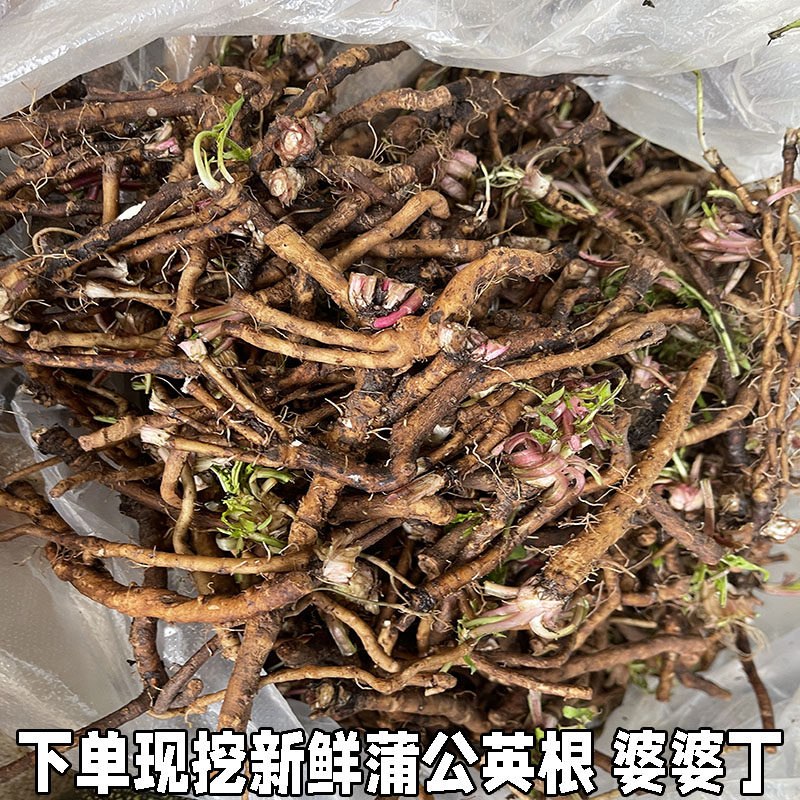 婆婆丁根种子苗纯山上挖黄花地丁食材新鲜蒲公英根茶500g药材包邮
