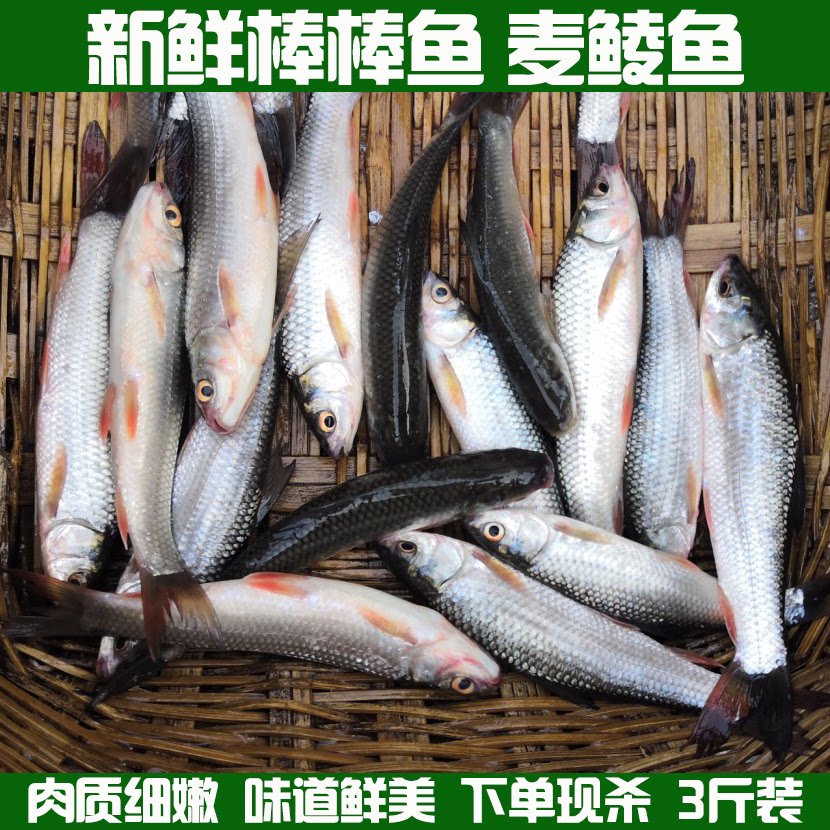 棒棒鱼 麦鲮鱼 鲮鱼 雪鲮 鲮公 花鲮 土鲮鱼 棍棍鱼新鲜水产3斤