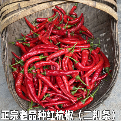 新鲜红辣椒红杭椒紫红辣椒红尖椒