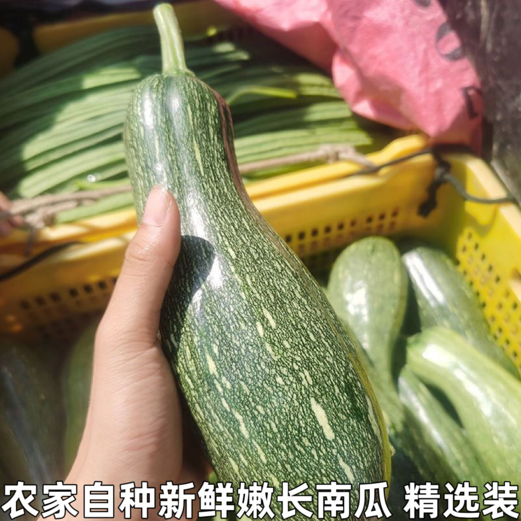 新鲜嫩南瓜长南瓜小窝瓜青南瓜迷你小南瓜长条嫩南瓜农家自种包邮