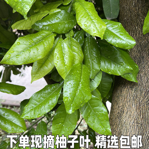 现摘柚子当天包邮新鲜树叶