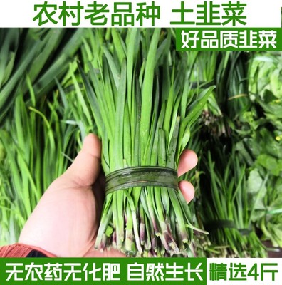 新鲜韭菜湖北宜昌农家笨韭菜现割土韭菜当季露天蔬菜小叶韭菜香菜