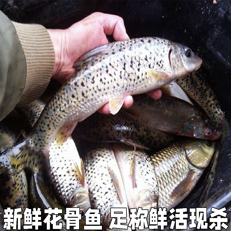 鲜活水产淡水鱼新鲜青竹鱼花骨鱼花菇鱼激浪鱼马鲫鸡骨鱼足称现杀
