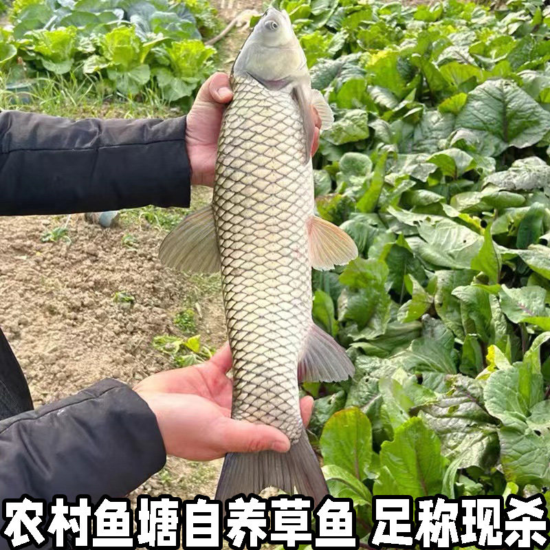 农家自家鱼塘大草鱼割鱼草喂养
