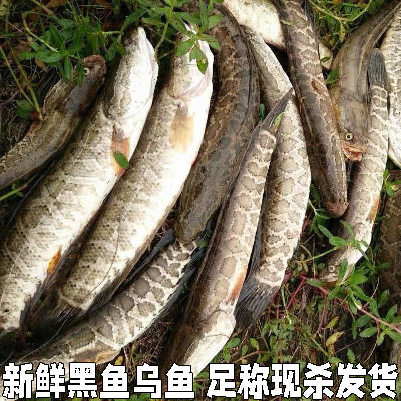 湖北新鲜黑鱼乌鱼乌棒才鱼才鱼财鱼炖汤足称鲜活现杀炖汤包邮