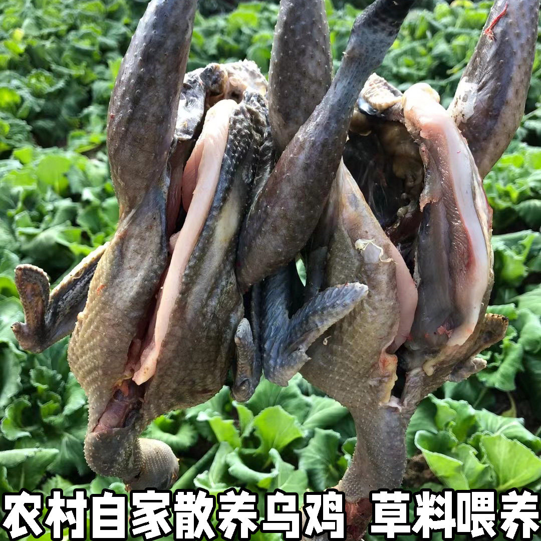 白凤乌鸡新鲜现杀整只正宗土乌鸡农家散养乌鸡五黑鸡乌骨鸡老母鸡