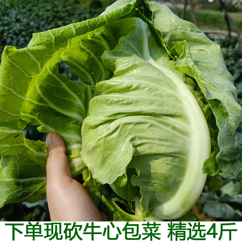 湖北农家蔬菜卷心菜新鲜牛心菜包菜包心菜绿甘蓝泡菜4斤装包邮