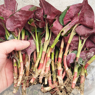 四川新鲜鱼腥草叶子现摘折耳根鱼嫩根嫩叶当季时令蔬菜凉拌猪鼻孔