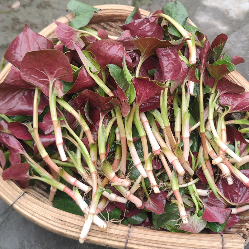 四川新鲜鱼腥草叶子现摘折耳根鱼嫩根嫩叶当季时令蔬菜凉拌猪鼻孔