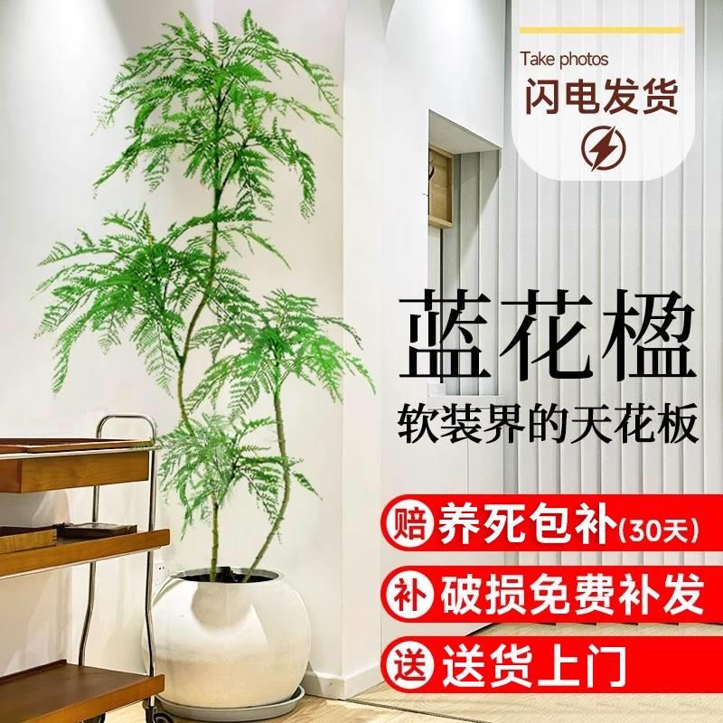 蓝花楹盆栽大型绿植办公室内客厅网红好养活植物落地老桩树苗盆景