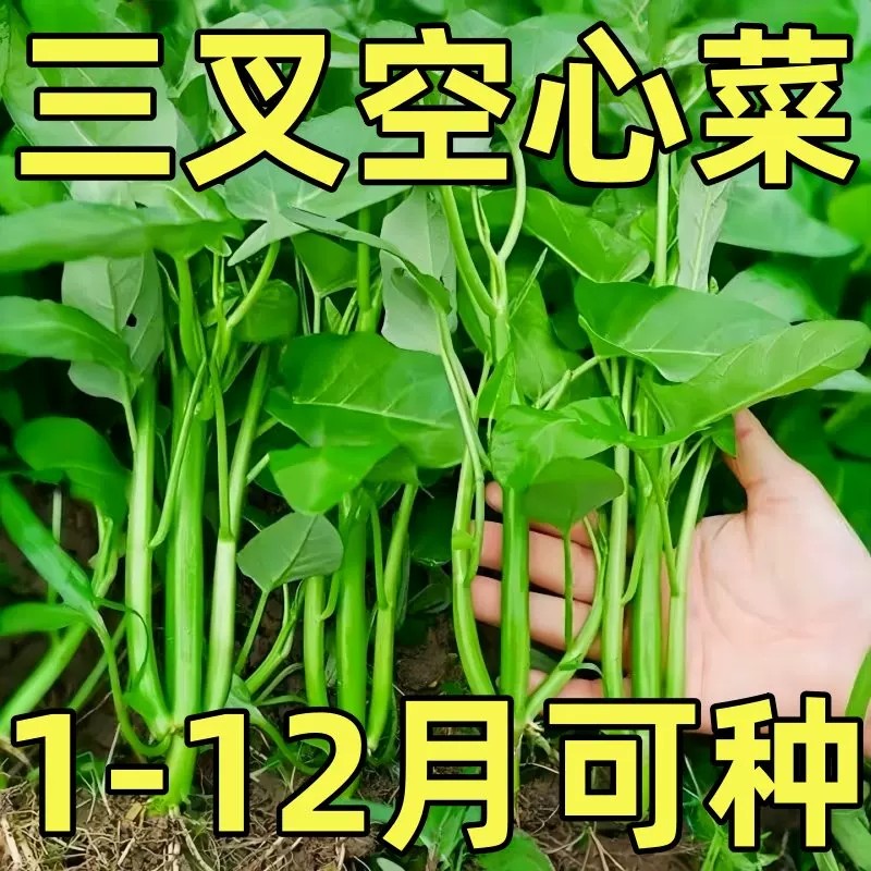 正宗高产三叉空心菜种籽柳叶通心菜种子四季阳台蔬菜种子盆栽菜园