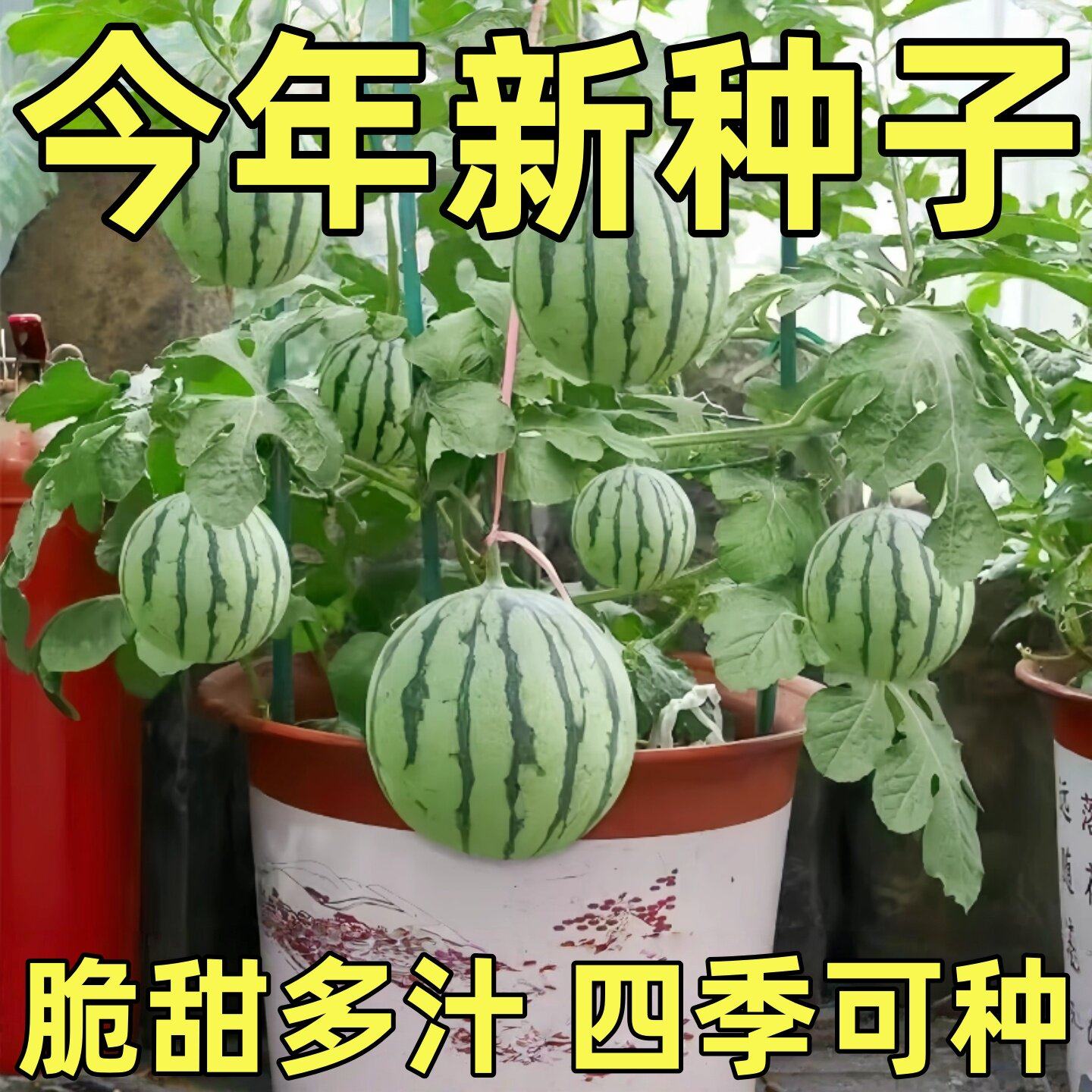 新品2K小西瓜种子薄皮少籽红瓤西瓜盆栽阳台水果种籽高产四季播种,鲜花速递/花卉仿真/绿植园艺,种苗/半成品盆栽,淘宝优惠券,粉丝福利购,淘宝优惠卷