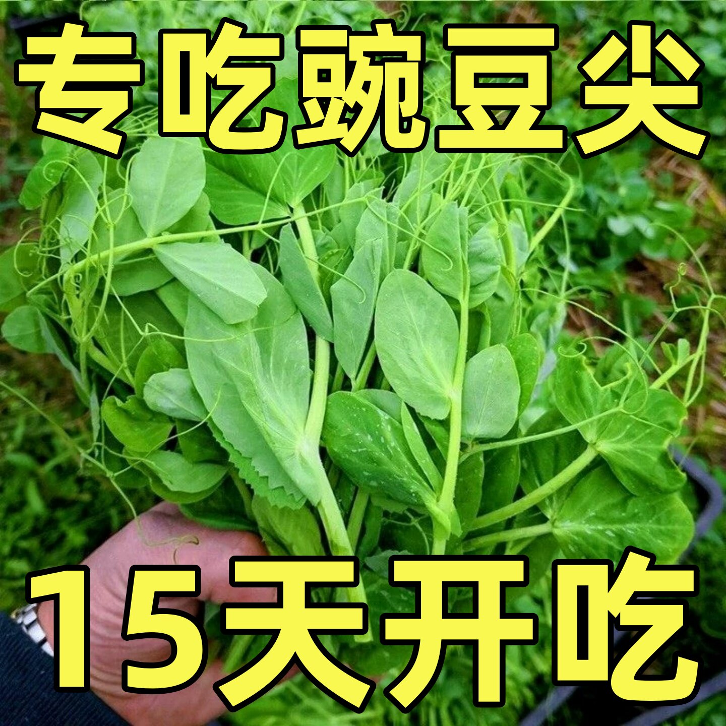 豌豆尖种子四季种植无须豌豆苗可水培土培阳台盆栽龙须荷兰豆种籽