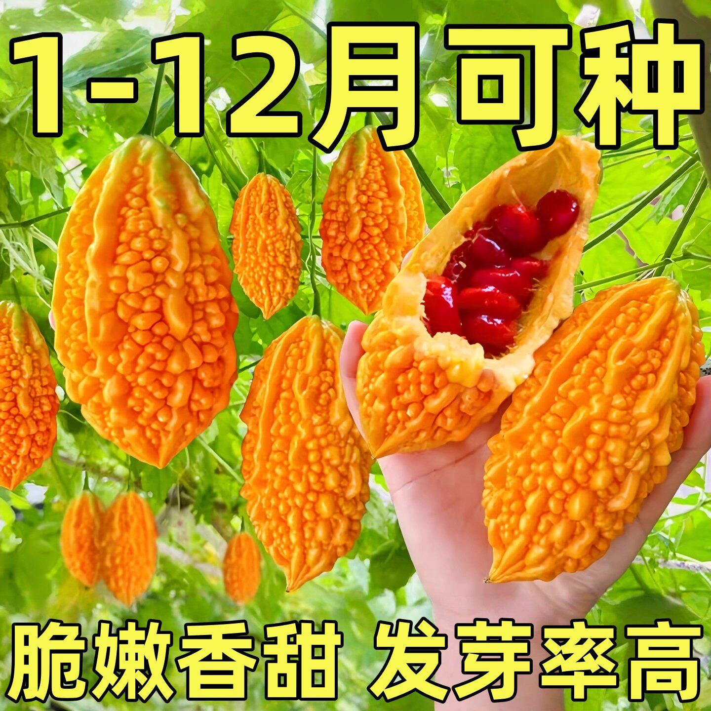 赖葡萄种子籽濑瓜苦瓜金铃子小癞瓜蔬菜水果种孑南方种植四季盆栽