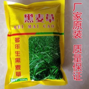 黑麦草种籽子种四季多年生耐寒牧草种子畜牧养殖草种鸡鸭牛羊鱼草