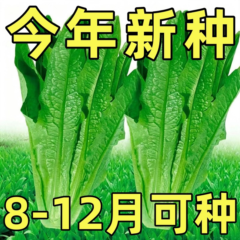 油麦菜种子大叶耐热四季农家阳台盆栽油麦苦菜大颗青菜蔬菜种籽