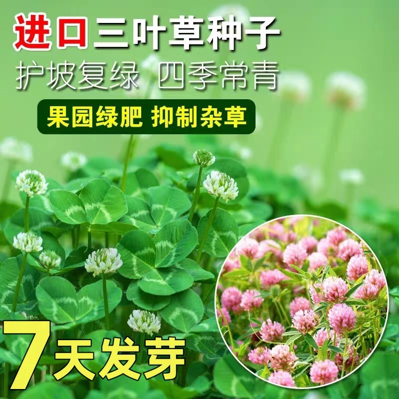 进口白三叶草籽红三叶草种子孑四季常青庭院小区耐寒绿化草坪草籽