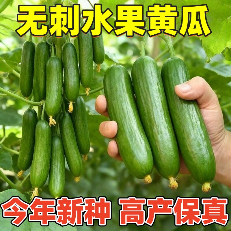 荷兰水果黄瓜种子无刺小黄瓜种籽四季阳台盆栽菜籽庭院蔬菜种子孑