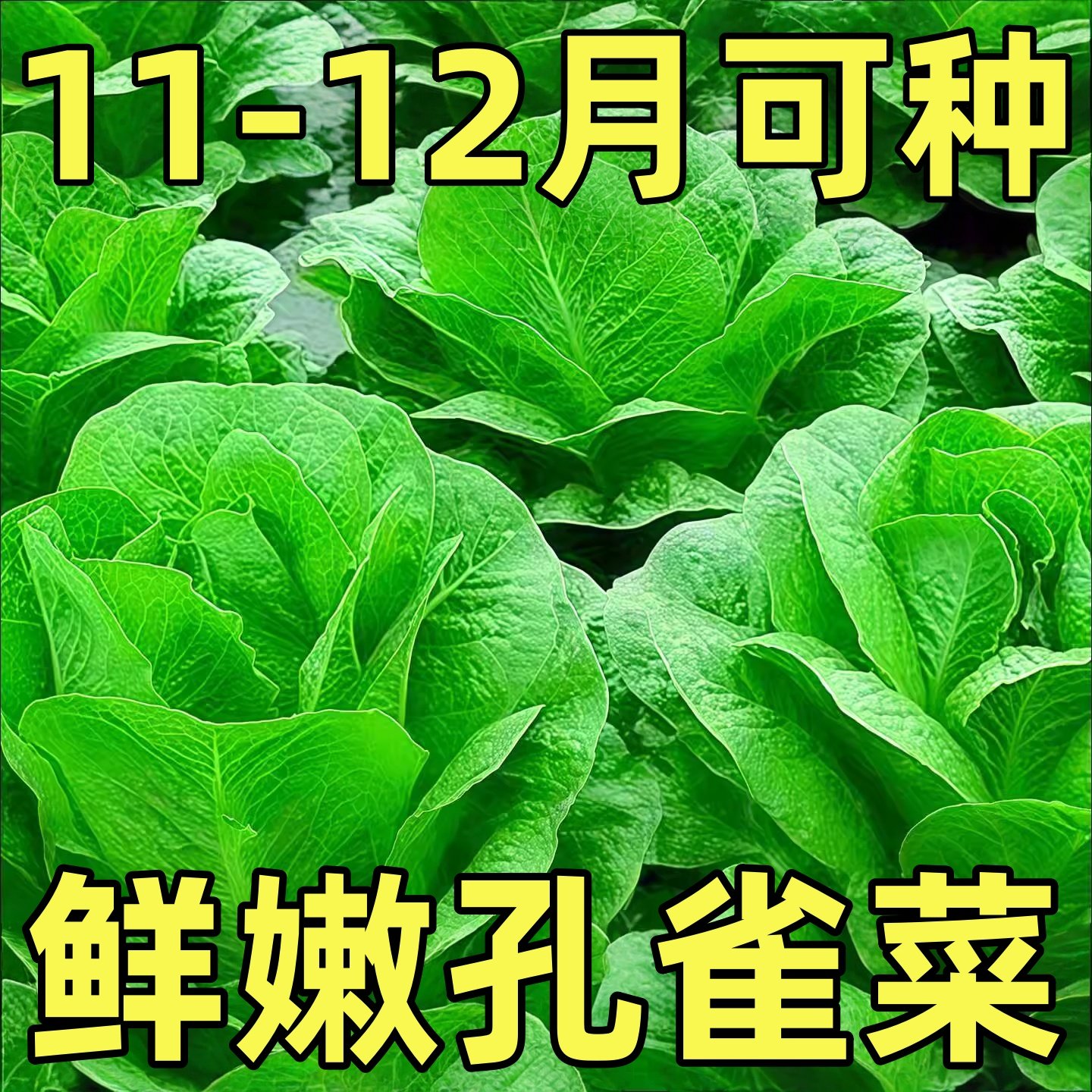 孔雀菜种子春四季种可生吃孔雀菜种子盆栽地栽沙拉生菜阳台蔬菜,鲜花速递/花卉仿真/绿植园艺,种苗/半成品盆栽,淘宝优惠券,粉丝福利购,淘宝优惠卷
