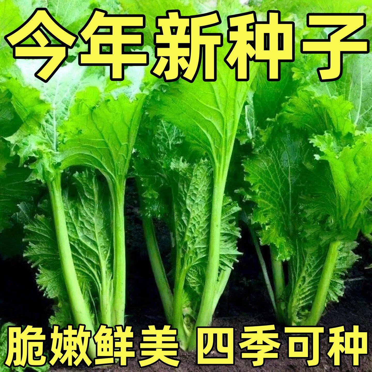 饺子菜种子香叶芥菜种籽耐热耐寒四季阳台盆栽蔬菜籽农家蔬菜籽种,鲜花速递/花卉仿真/绿植园艺,种苗/半成品盆栽,淘宝优惠券,粉丝福利购,淘宝优惠卷