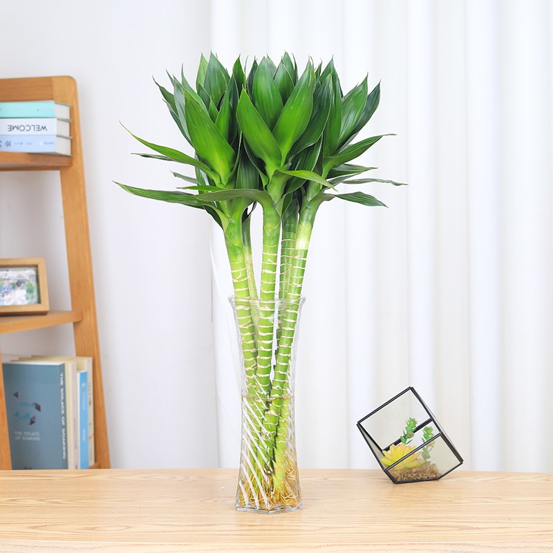 Hydroponics Botany indoor to work in an office Dracaena sanderiana Green plant Lotus Bamboo Wenchang Water to keep Guanyin Zhu purify atmospherein the Flower delivery/Flowers simulation/Plants gardening , Flowers/Potted plants (New) , Plants  category - from Buy2taobao.com to provide professional Taobao agent buy service