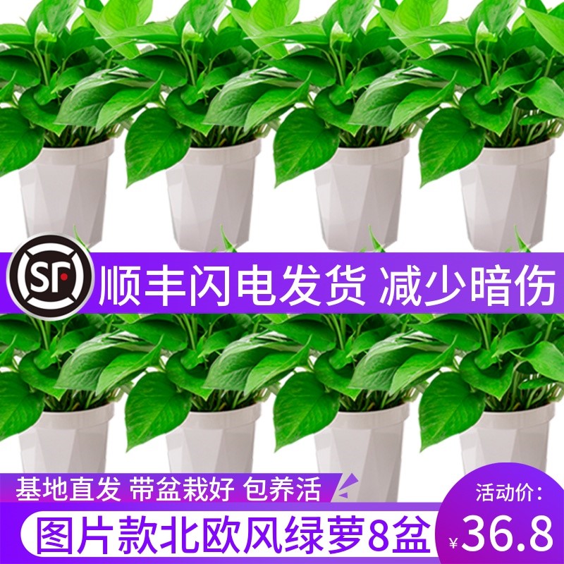 绿萝吊兰批发垂盆栽去吸除甲醛花卉植物自吸水新房长藤大绿箩室内|msdalam kategori penghantaran bunga/bunga simulasi/tumbuhan berkebun, bunga/Tumbuh-tumbuhan tumbuh-tumbuhan pasu (baru), tumbuh-tumbuhan hijau - dari Buy2taobao.com untuk memberikan perkhidmatan ejen Taobao profesional membeli