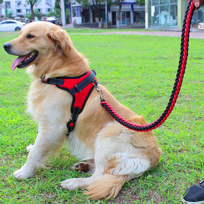 拴狗绳套脖金毛狗链子胸背带狗狗牵引绳大型犬牵狗中型犬拉布拉多