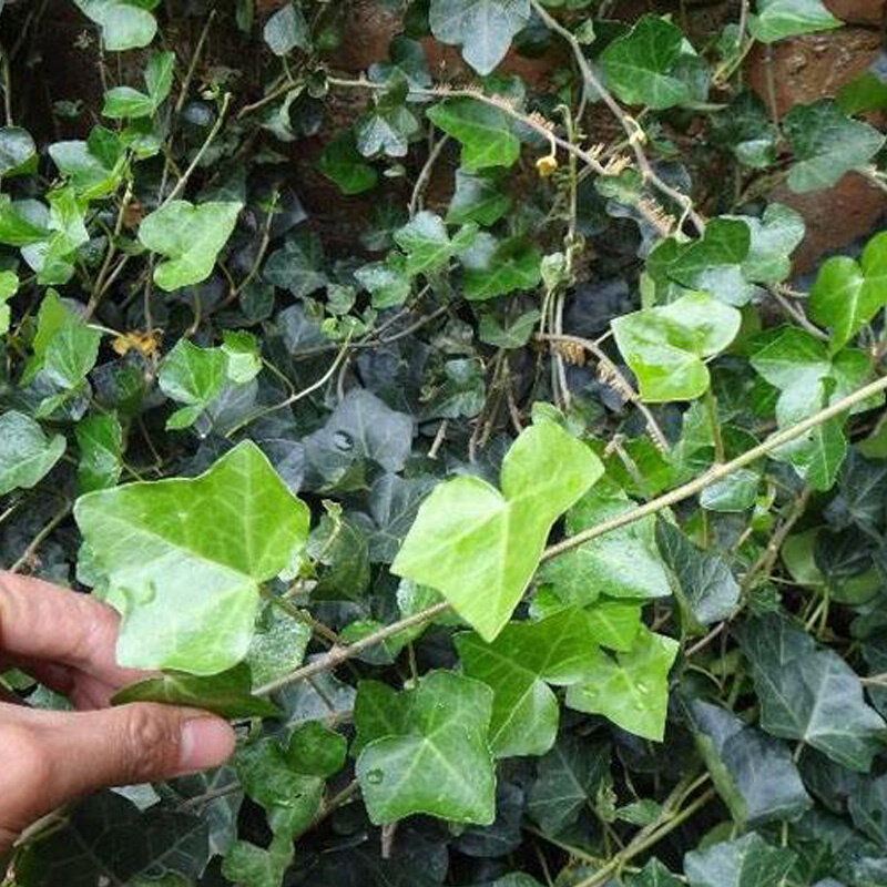 四季常青花卉爬藤植物室外绿植常青藤苗攀缘植物盆栽藤蔓常春藤.