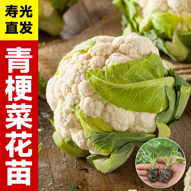 花菜秧苗带土花椰菜秧苗山东寿光60天白花菜耐寒松花青梗菜花苗