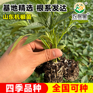 辣椒苗秧苗四季薄皮螺丝椒皱皮高产阳台盆栽本地优质杭椒线椒苗子