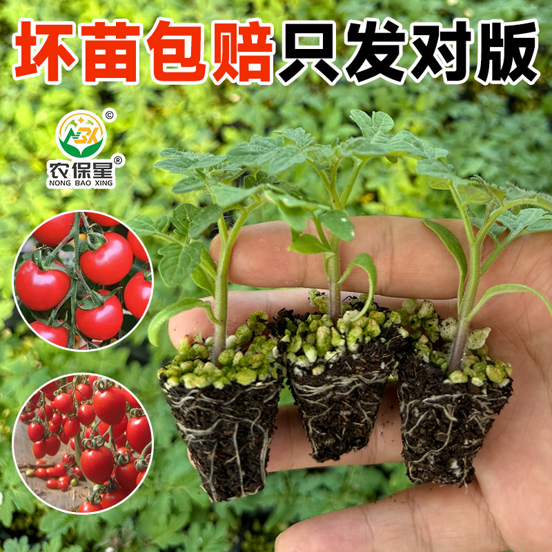 小西红柿圣女果苗盆栽苗子超甜水果四季黑珍珠矮生千禧小番茄苗秧