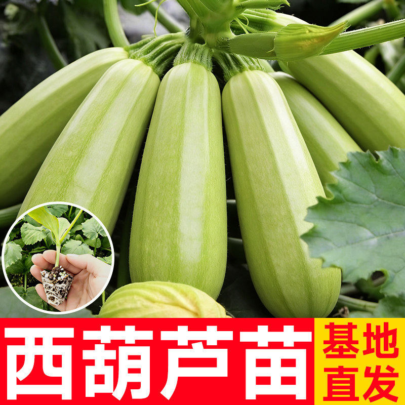 西葫芦种子高产老品种山东寿光蔬菜四季带土耐寒热方瓜茭瓜苗秧苗