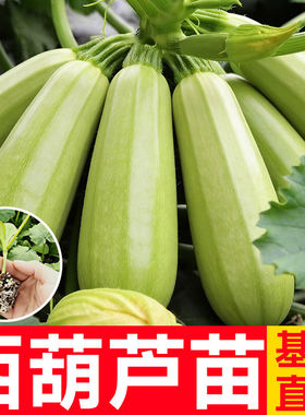 西葫芦种子高产老品种山东寿光蔬菜四季带土耐寒热方瓜茭瓜苗秧苗