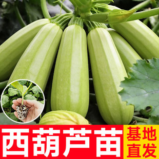 西葫芦种子高产老品种山东寿光蔬菜四季带土耐寒热方瓜茭瓜苗秧苗